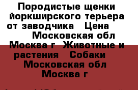 Породистые щенки йоркширского терьера от заводчика › Цена ­ 15 000 - Московская обл., Москва г. Животные и растения » Собаки   . Московская обл.,Москва г.